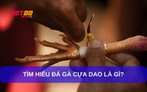 Như thế nào là đá gà cựa dao?