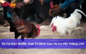 Đá Gà Đòn Net88: Giải Trí Đỉnh Cao Và Cơ Hội Thắng Lớn